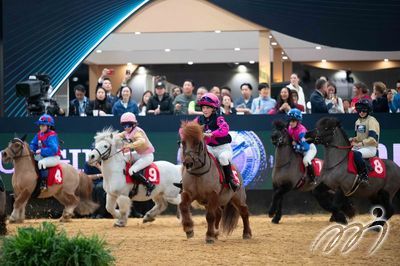 Shetland Pony Grand National - Race