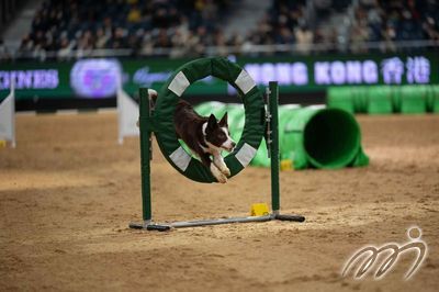 Hong Kong Dog Agility Competition presented by Airport Authority Hong Kong